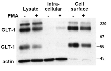 Effect of PMA on cell surface expression of GLT-1 (K-R) mutant transporters.jpg